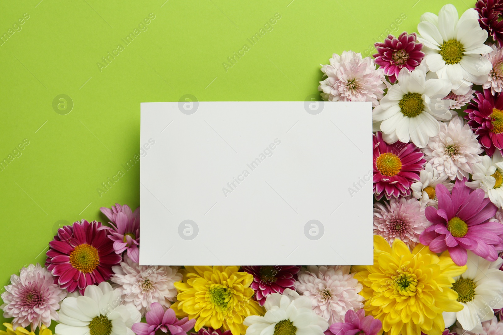 Photo of Beautiful chrysanthemum flowers and blank card on green background, flat lay. Space for text