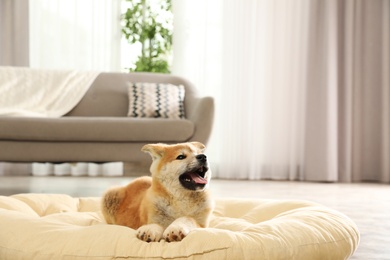 Photo of Cute akita inu puppy on pet pillow indoors