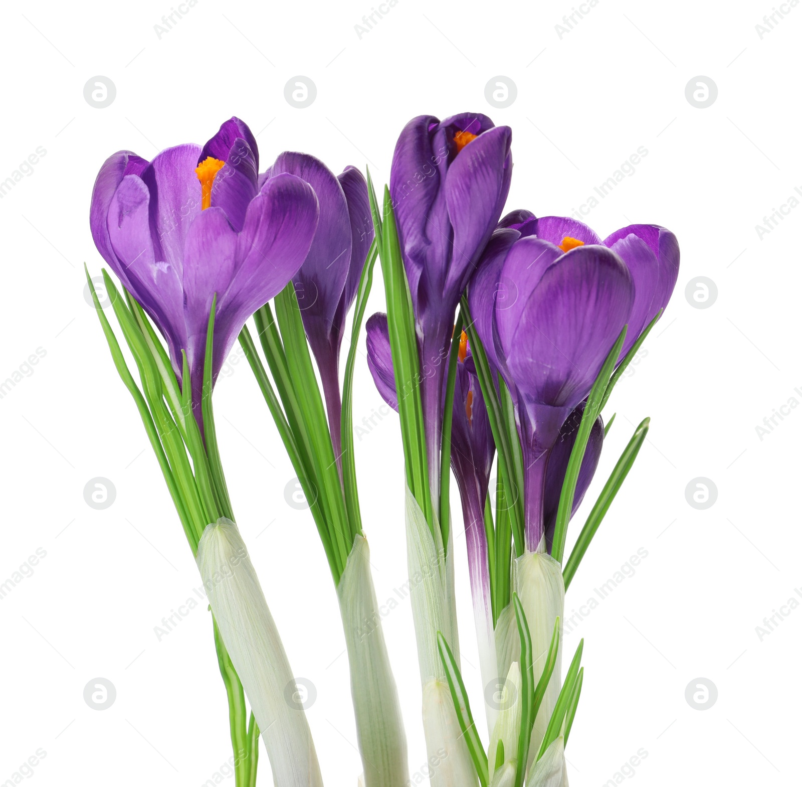 Photo of Beautiful purple crocus flowers isolated on white. Spring season