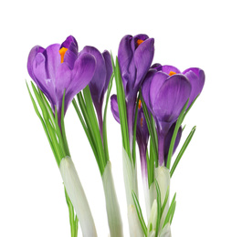 Photo of Beautiful purple crocus flowers isolated on white. Spring season