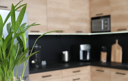 Photo of Green plant and blurred view of cozy modern kitchen interior on background