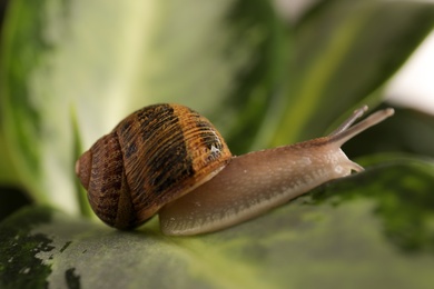 Photo of Common garden snail crawling on table, closeup