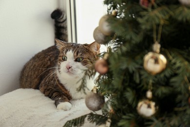 Cute cat and Christmas tree at home. Funny pet