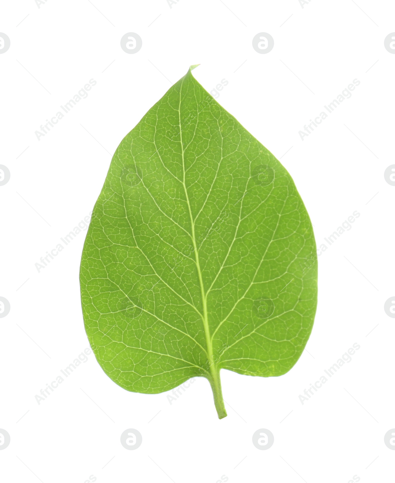 Photo of One green lilac leaf isolated on white