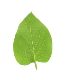 One green lilac leaf isolated on white