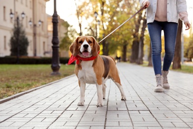 Woman walking her cute Beagle dog in autumn park, closeup