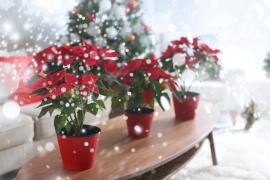 Image of Traditional Christmas poinsettia flowers in room. Snowfall effect on foreground