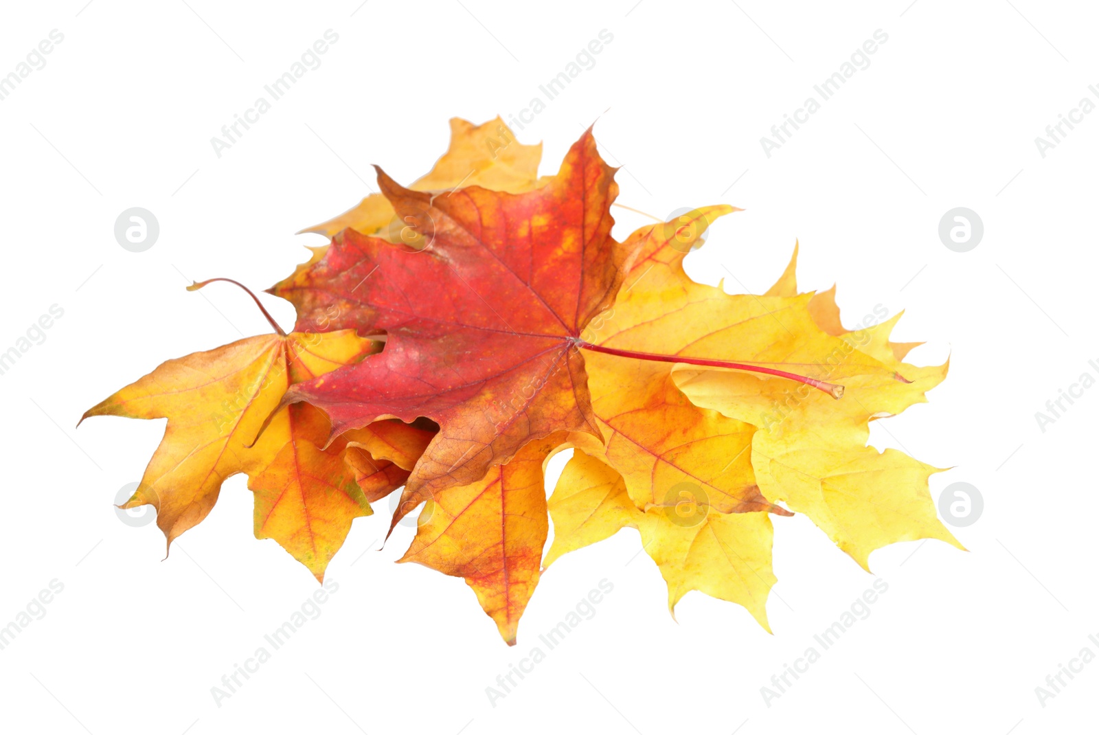 Photo of Beautiful leaves isolated on white. Autumn season