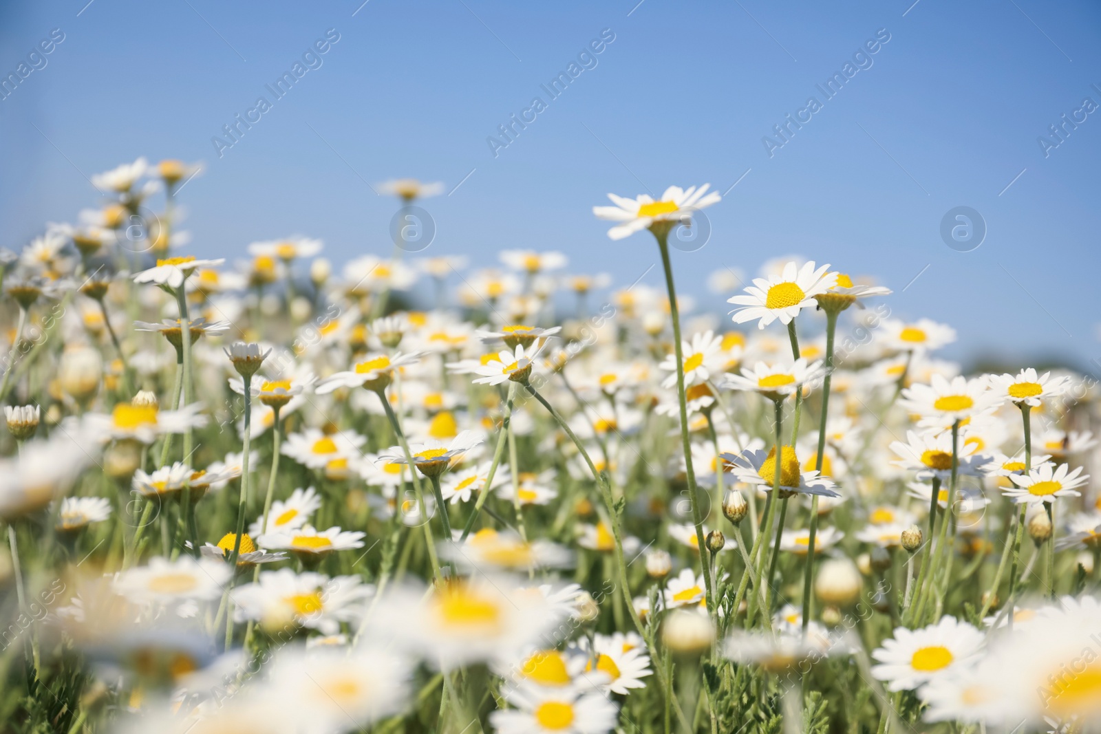 Photo of Closeup view of beautiful chamomile field on sunny day