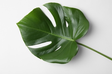 Photo of Leaf of tropical monstera plant on white background, top view