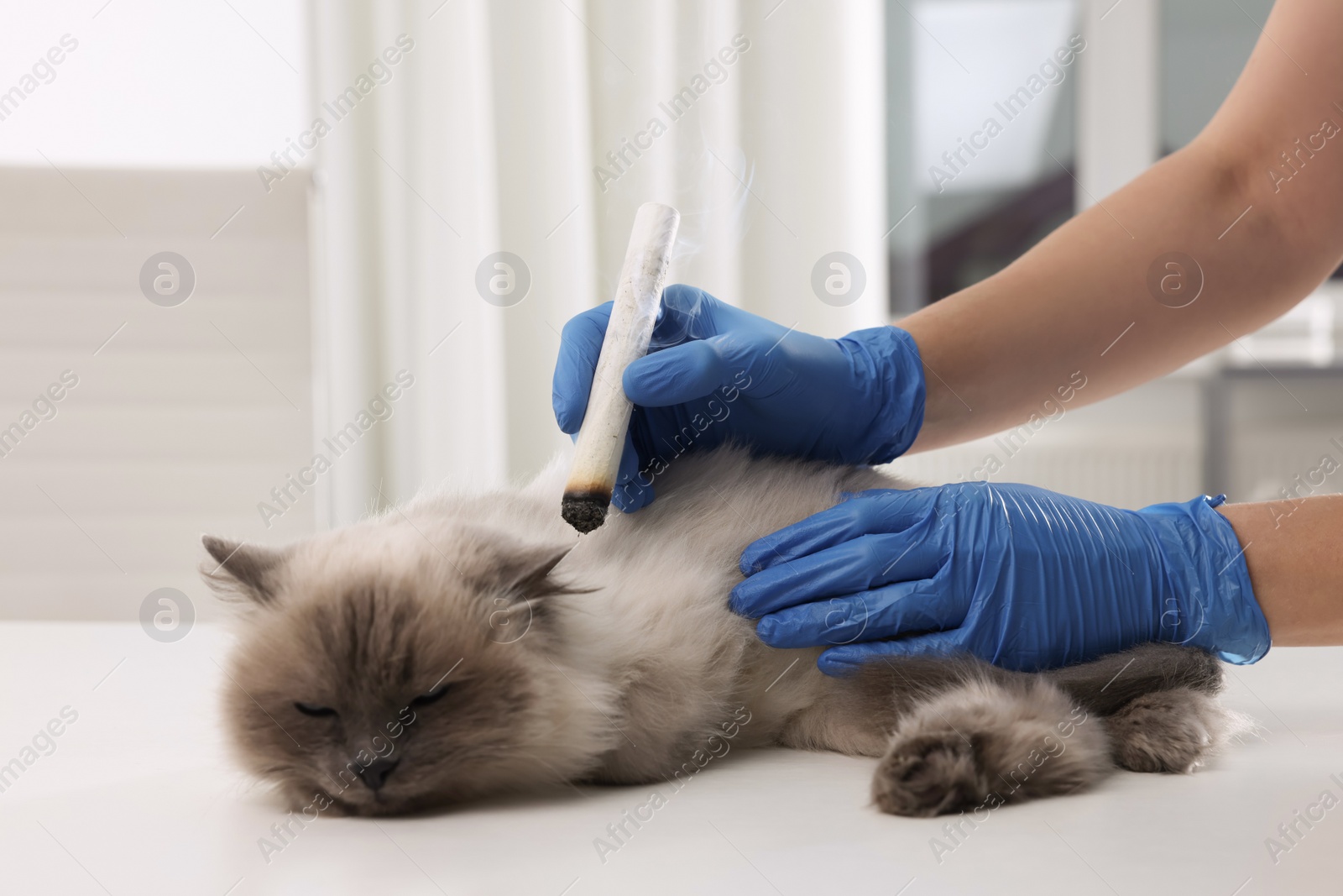 Photo of Veterinary holding moxa stick near cute cat in clinic, closeup. Animal acupuncture treatment