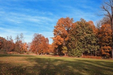 Photo of Picturesque view of park with beautiful trees and green grass on sunny day. Autumn season