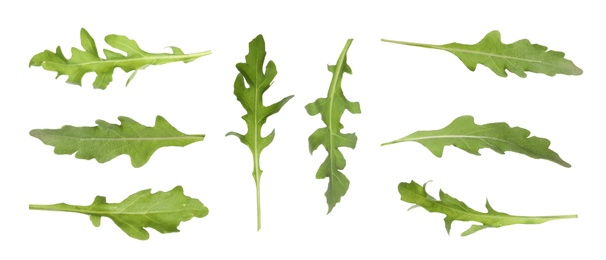 Image of Set of green arugula leaves on white background. Banner design