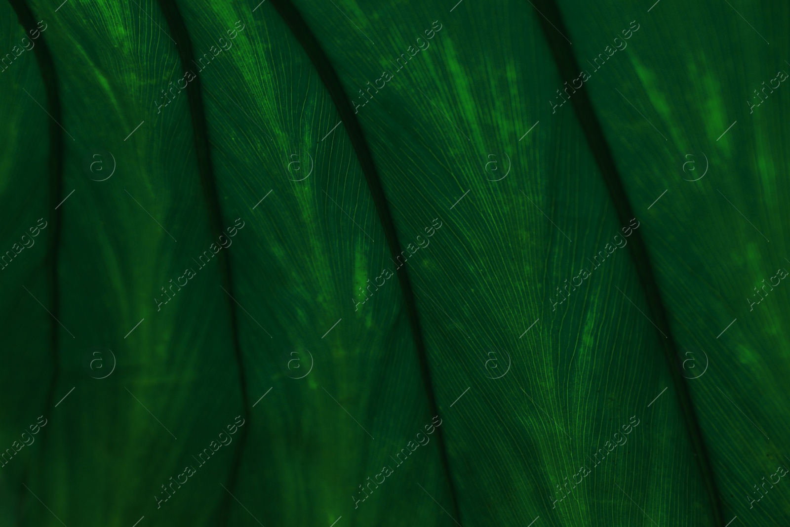 Photo of Macro view of green tropical leaf as background