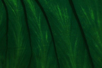 Photo of Macro view of green tropical leaf as background