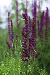 Many beautiful lavender flowers growing in field, closeup
