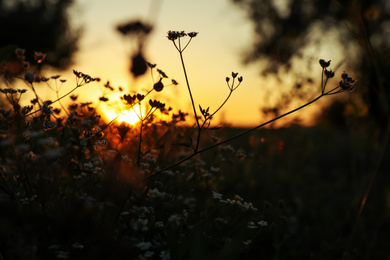 Photo of Beautiful wild flowers in field at sunrise. Early morning landscape