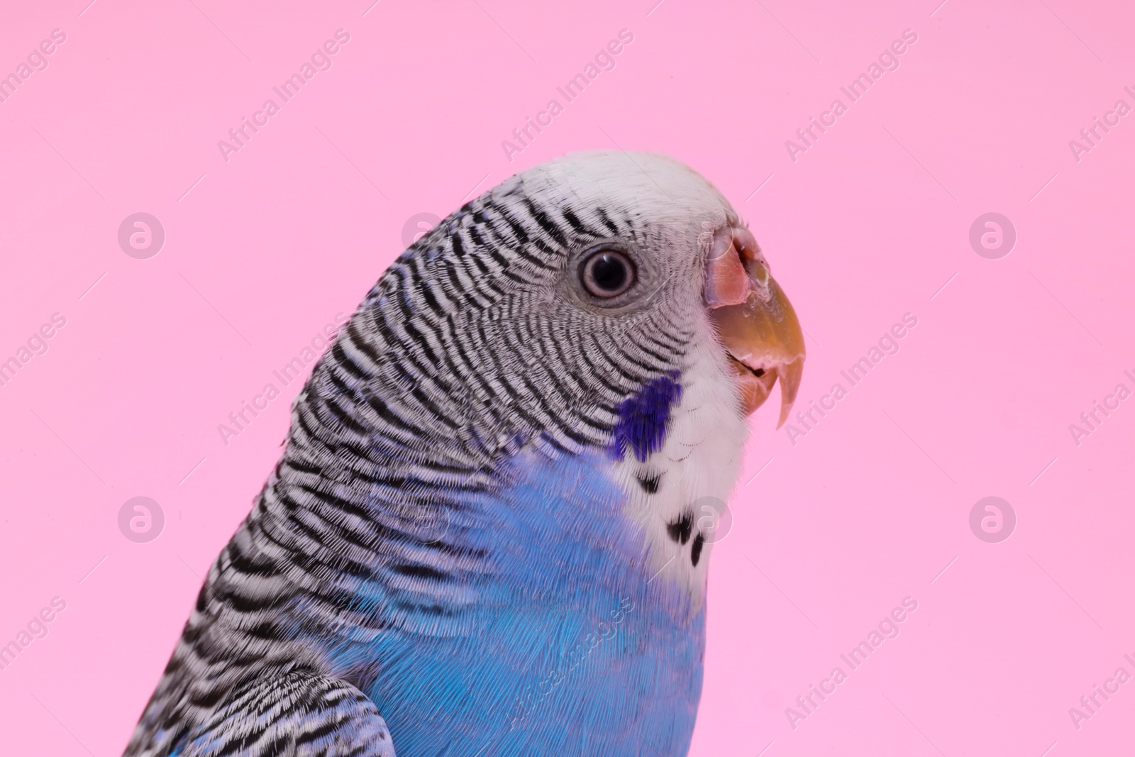 Photo of Beautiful bright parrot on pink background, closeup. Exotic pet