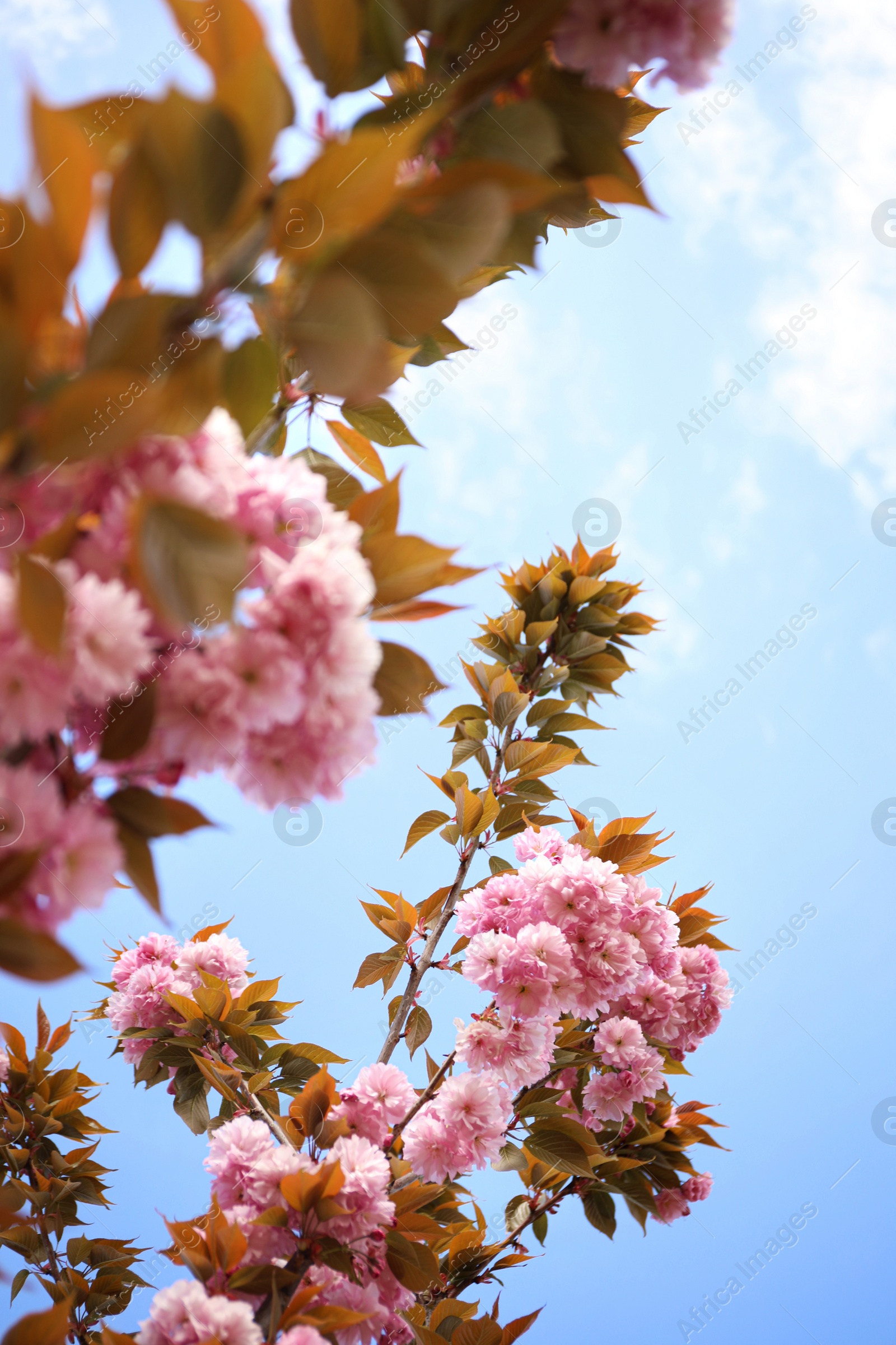 Photo of Closeup view of blossoming pink sakura tree outdoors