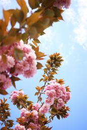 Photo of Closeup view of blossoming pink sakura tree outdoors