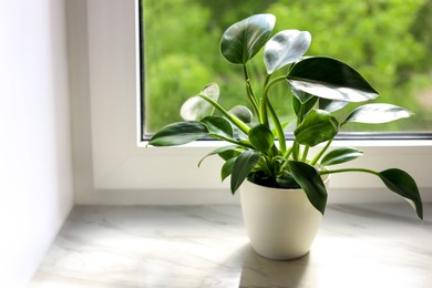 Photo of Beautiful houseplant with green leaves in pot on white window sill indoors, space for text