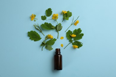 Photo of Bottle of natural celandine oil and flowers on light blue background, flat lay