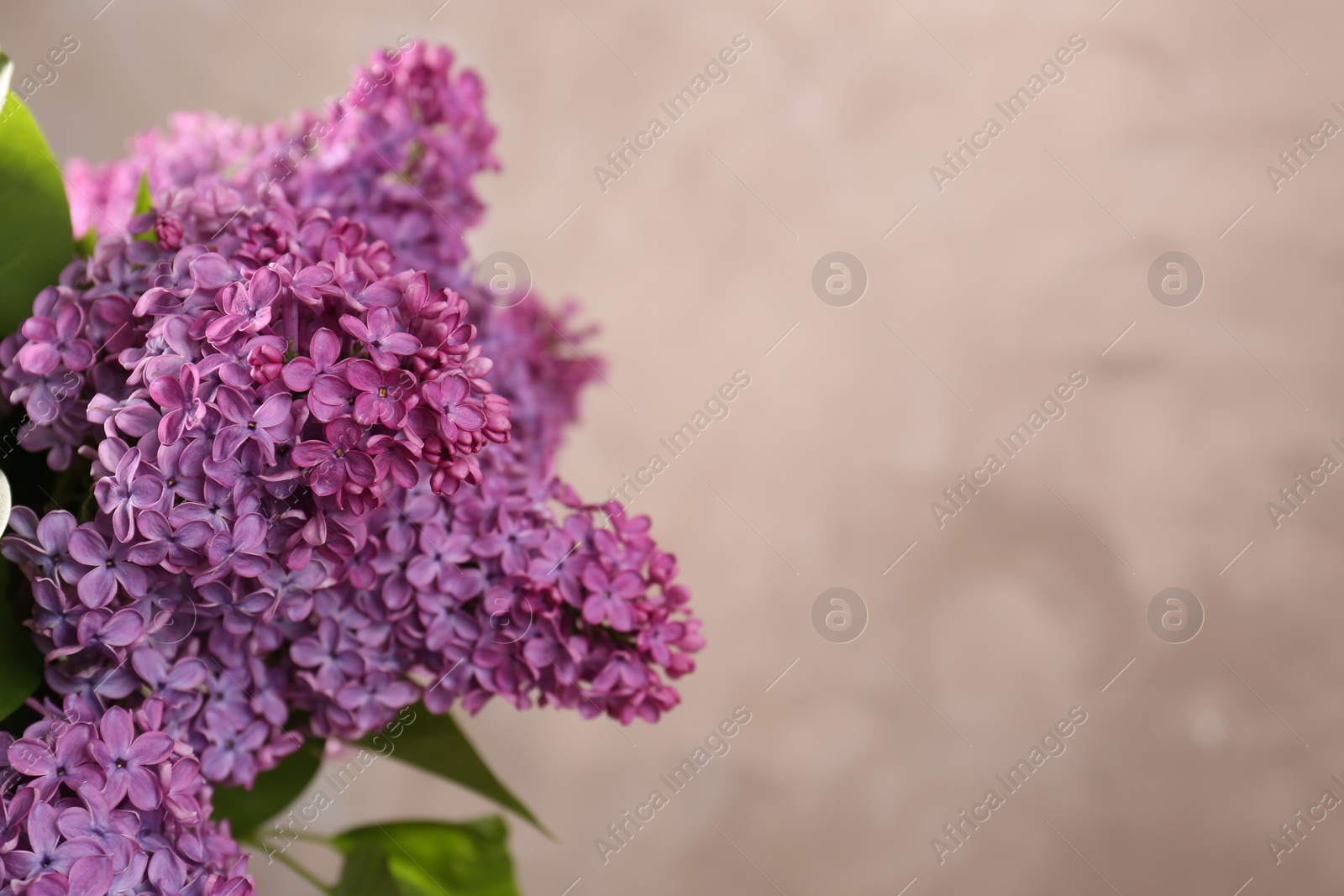 Photo of Beautiful blooming lilac flowers against blurred background, space for text