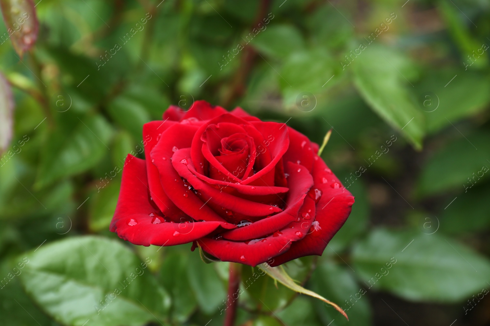 Photo of Beautiful red rose flower with dew drops in garden, closeup