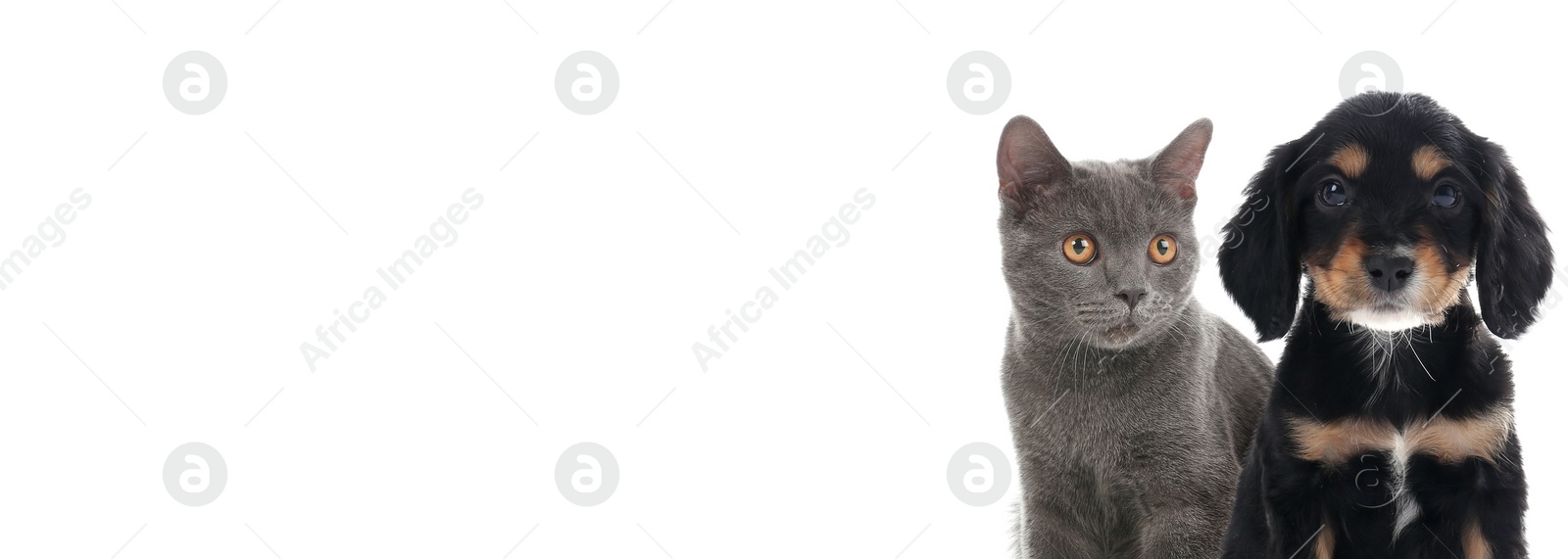 Image of Adorable grey British Shorthair cat and cute English Cocker Spaniel puppy on white background. Banner design with space for text