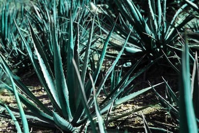 Photo of Closeup view of beautiful Agave plant growing outdoors