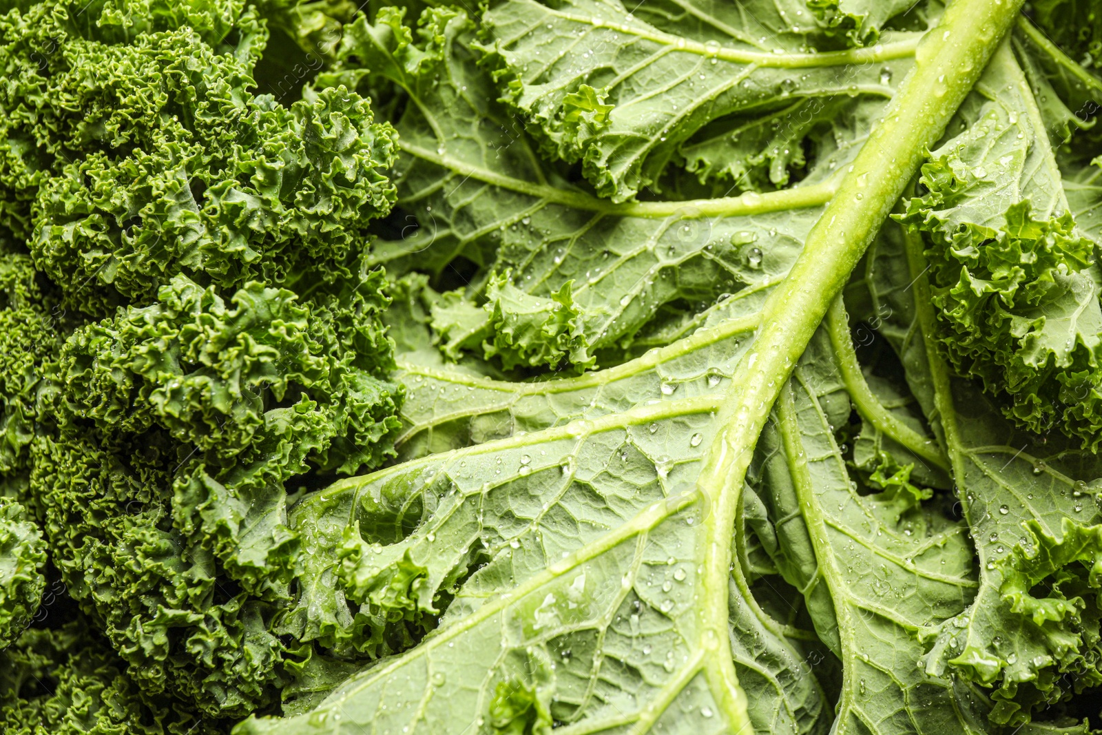 Photo of Fresh wet kale leaves as background, closeup