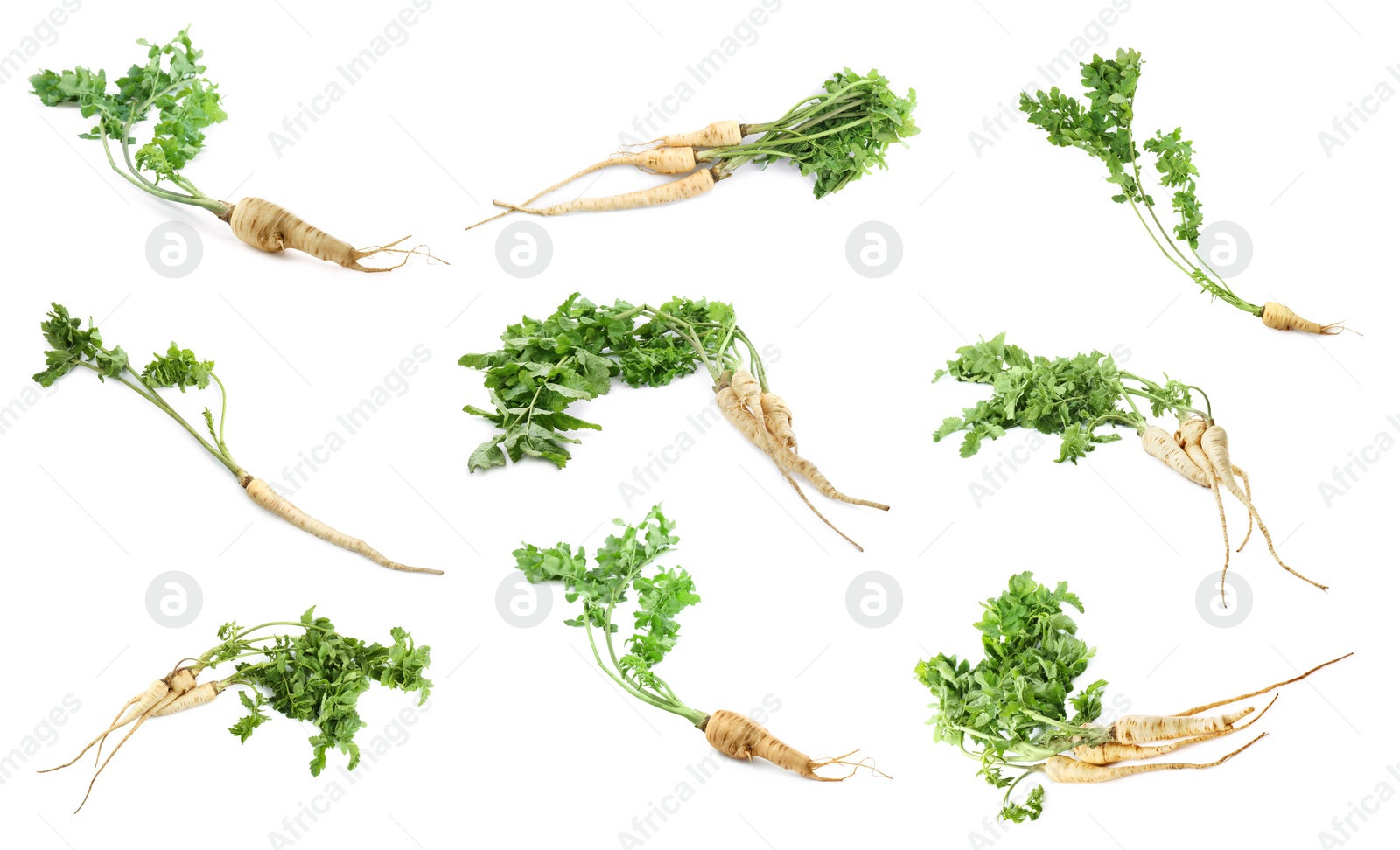 Image of Collage with fresh parsnips on white background