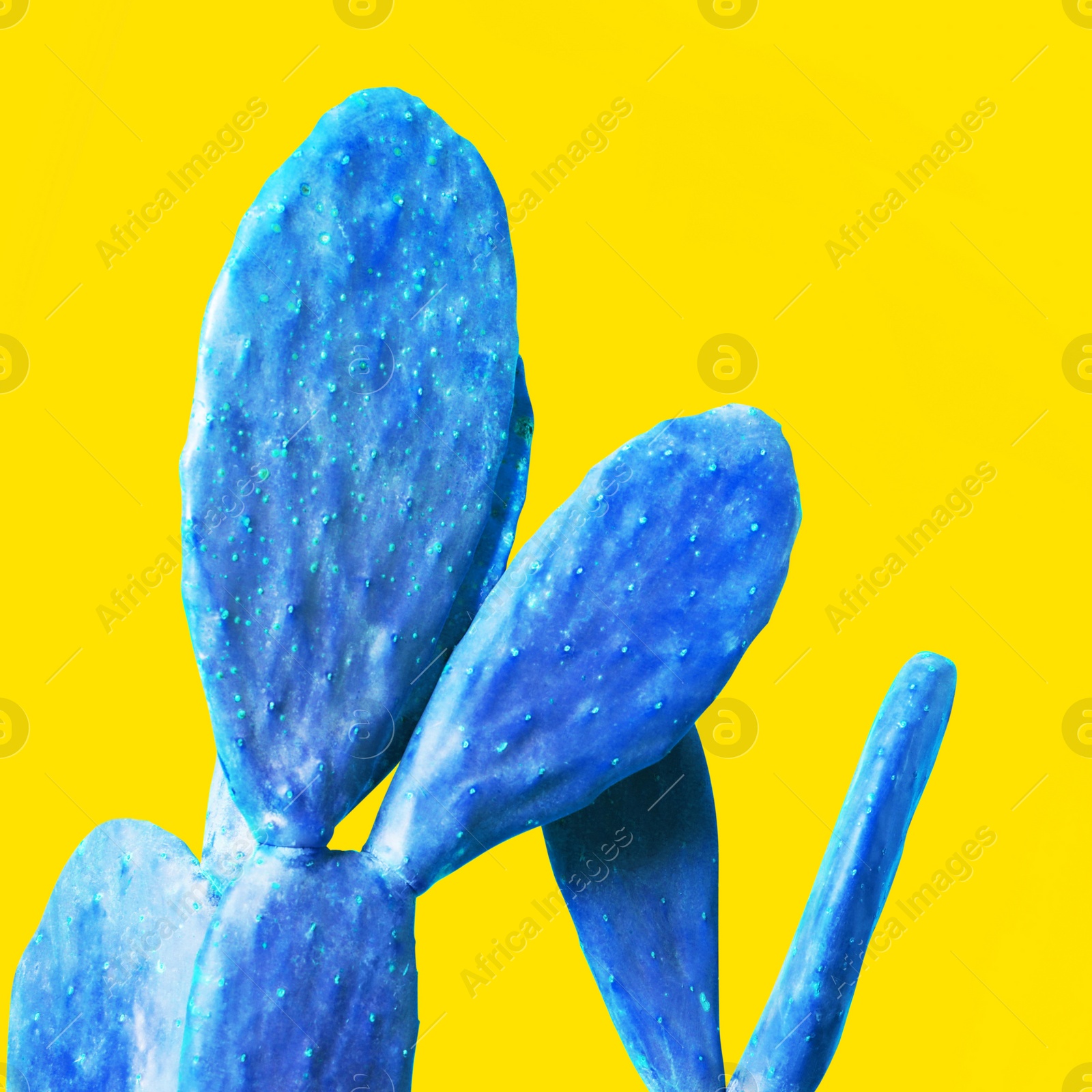 Image of Blue cactus on yellow background. Creative design