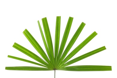 Photo of Beautiful palm leaf on white background. Tropical plant