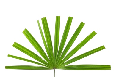 Beautiful palm leaf on white background. Tropical plant