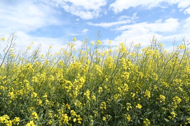 Photo of Beautiful rapeseed flowers blooming in field under blue sky
