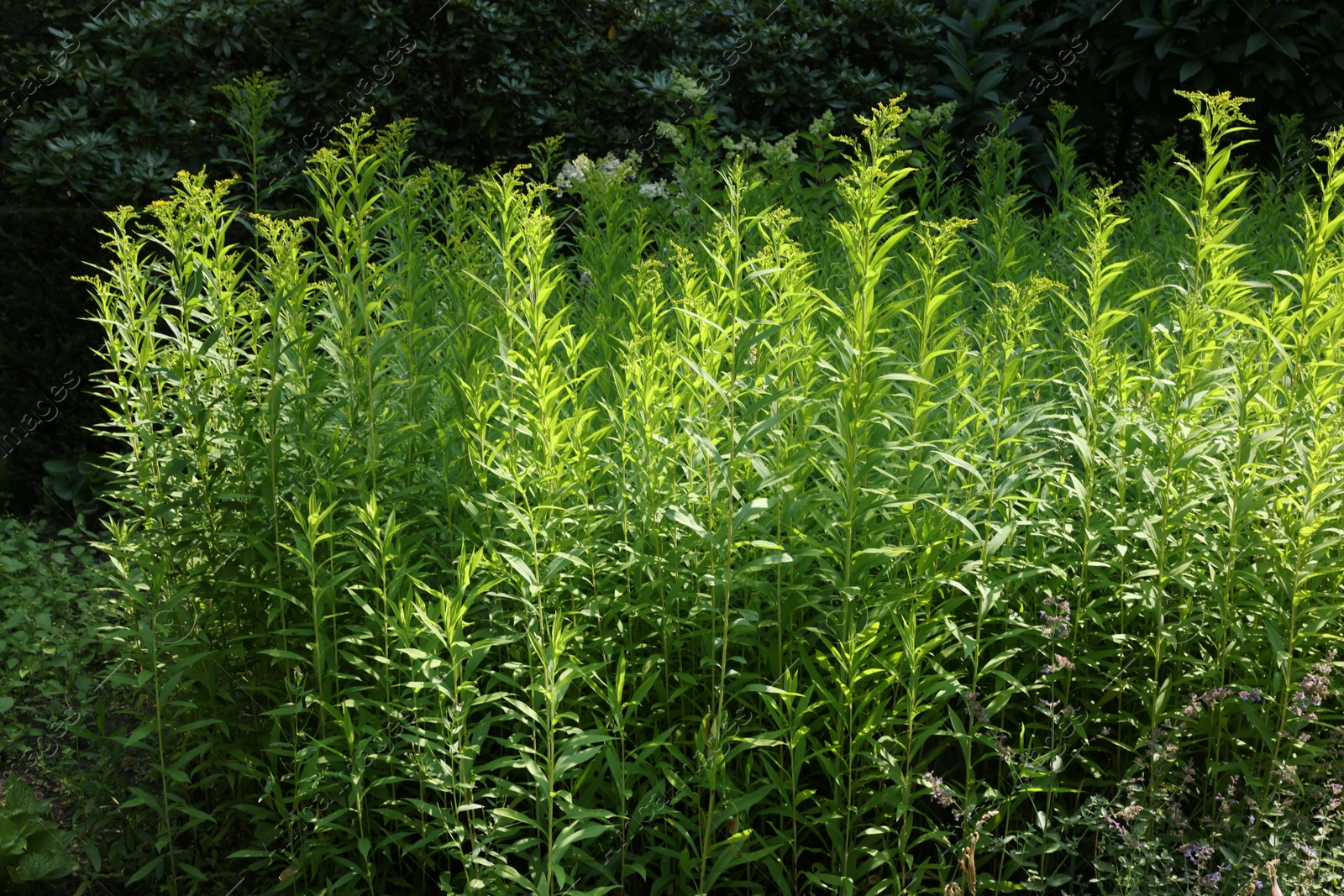 Photo of Beautiful perennial tarragon plant growing in garden