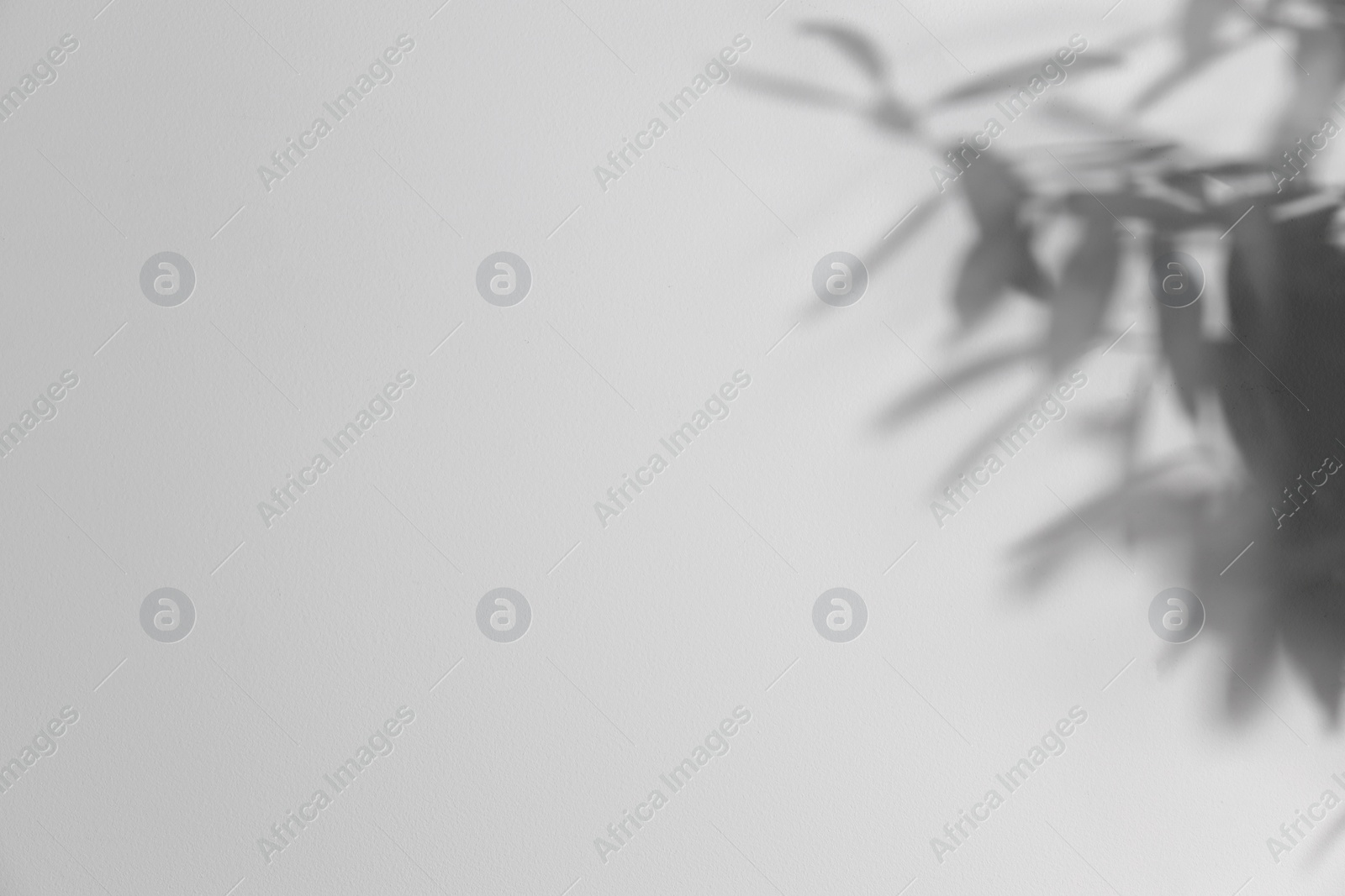 Photo of Shadow of plant falling on white wall, space for text