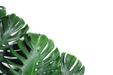 Green fresh monstera leaves on white background, top view. Tropical plant