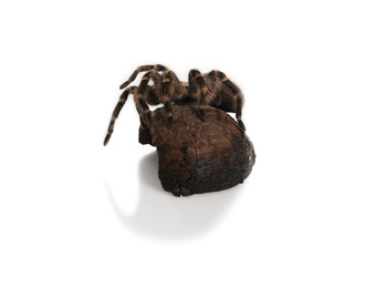 Photo of Striped knee tarantula (Aphonopelma seemanni) and coconut shell isolated on white
