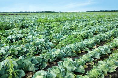 Photo of Many green cabbages growing in field. Industrial agriculture