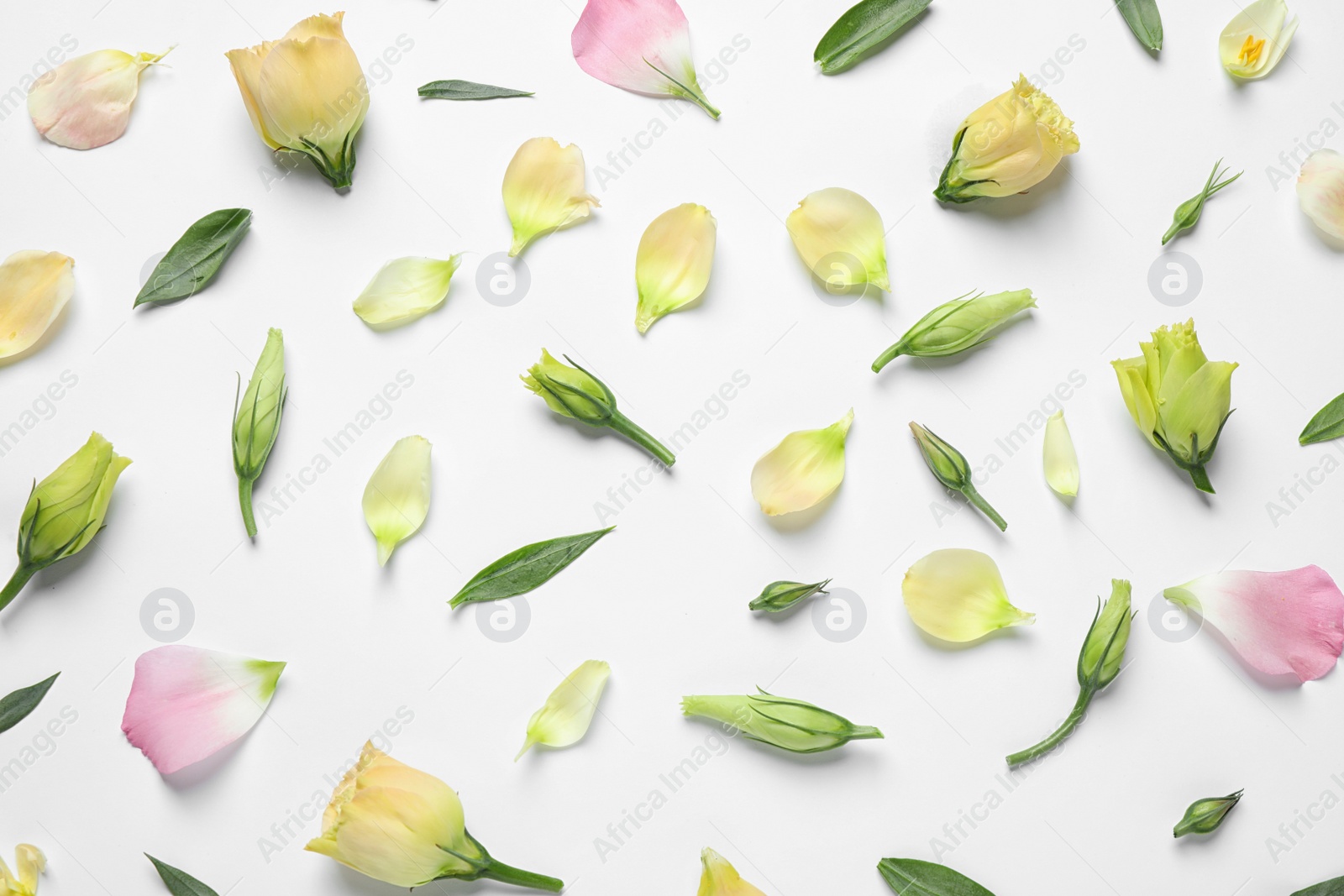 Photo of Flat lay composition with beautiful Eustoma flowers on light background