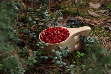 Many tasty ripe lingonberries in wooden cup outdoors