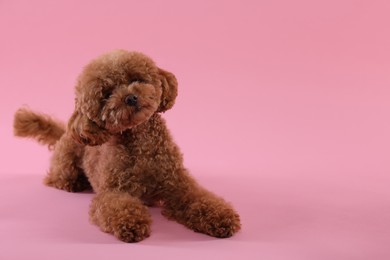 Photo of Cute Maltipoo dog on pink background, space for text. Lovely pet