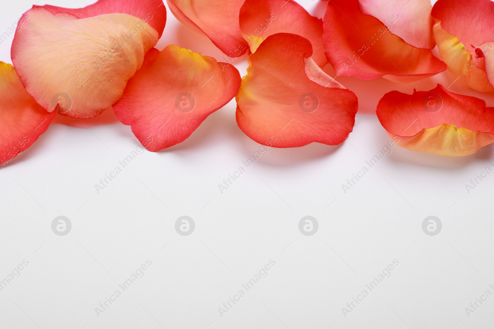 Photo of Beautiful rose petals on white background. Space for text