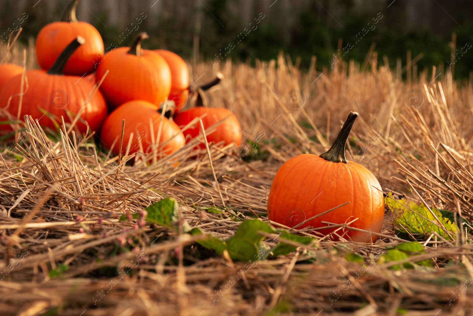 Photo of Many ripe orange pumpkins on ground outdoors