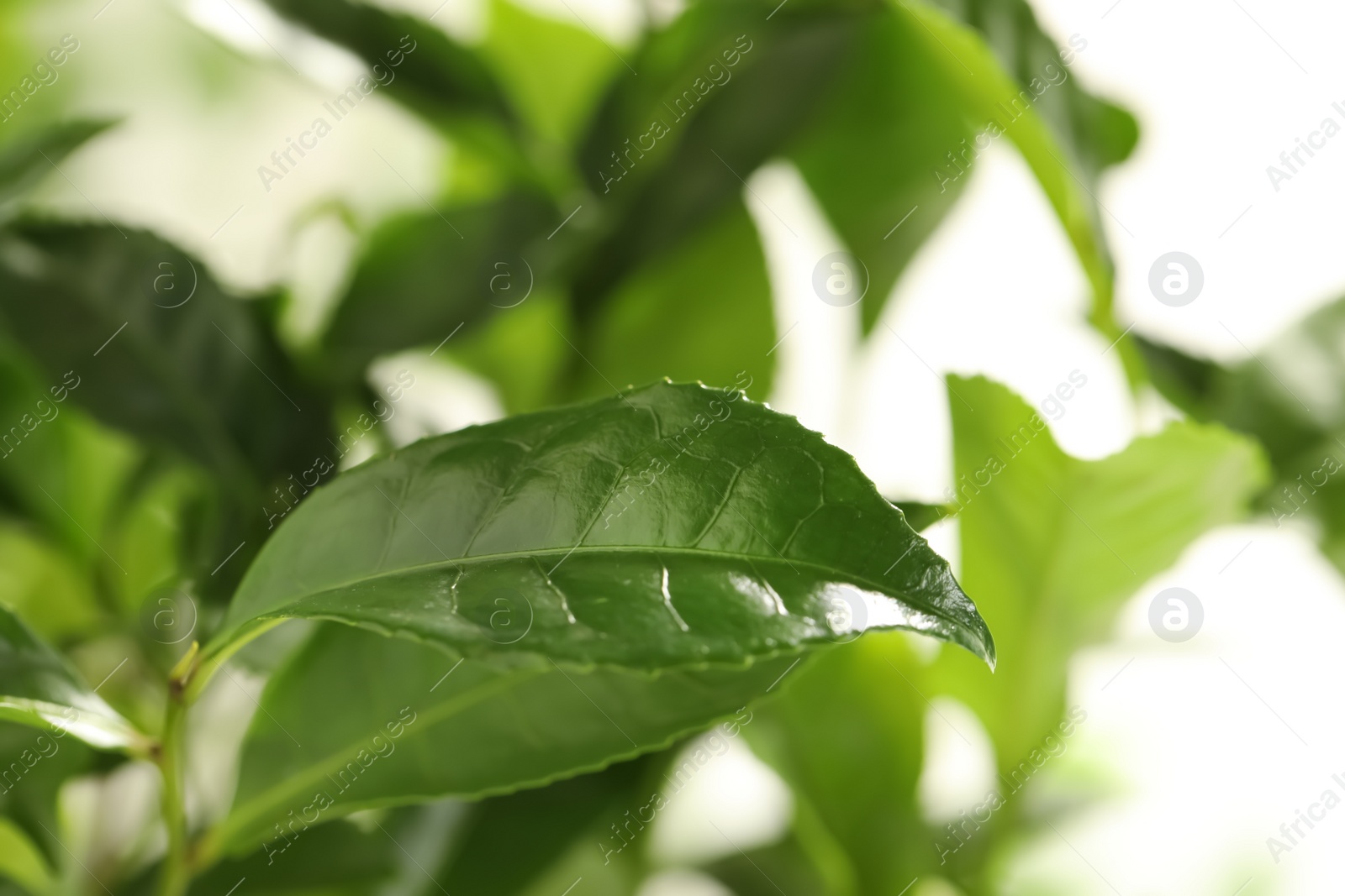 Photo of Closeup view of green tea plant against light background. Space for text