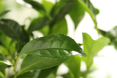 Photo of Closeup view of green tea plant against light background. Space for text