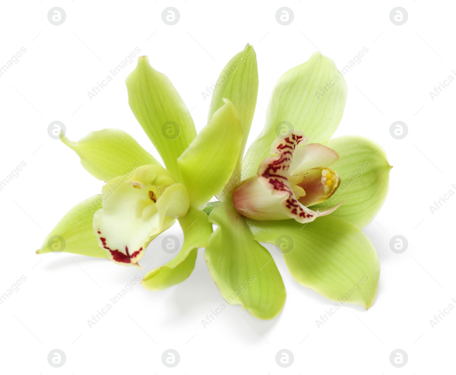 Photo of Beautiful tropical orchid flowers on white background