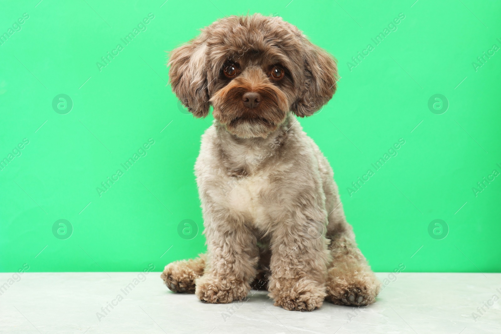 Photo of Cute Maltipoo dog on green background. Lovely pet